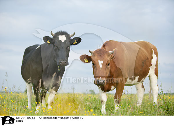 cattle / AP-10963