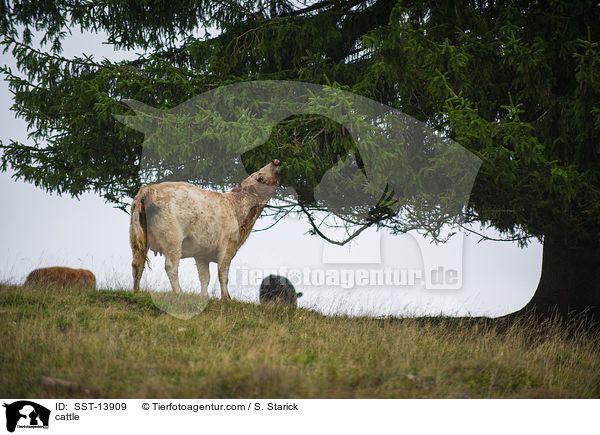 cattle / SST-13909