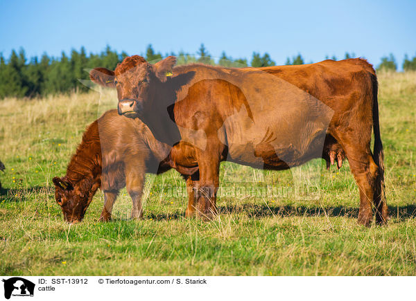 cattle / SST-13912