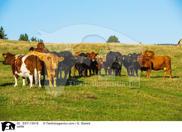 cattle / SST-13916
