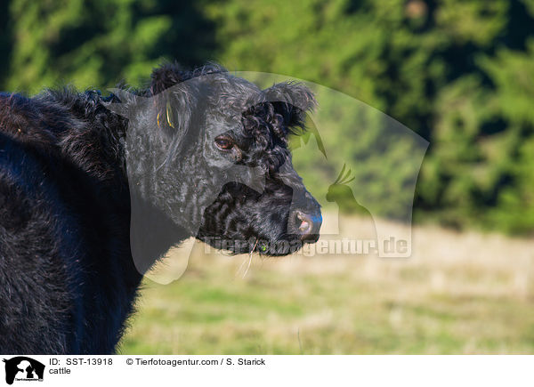 cattle / SST-13918