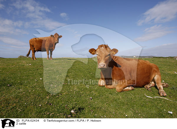 2 Rinder / 2 cattle / FLPA-02434