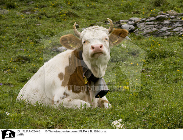 Rind / cattle / FLPA-02443