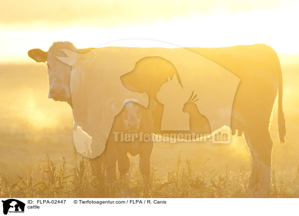 Rinder / cattle / FLPA-02447