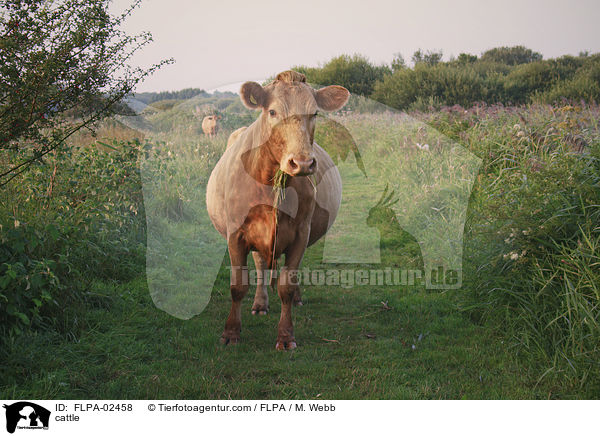 Rind / cattle / FLPA-02458