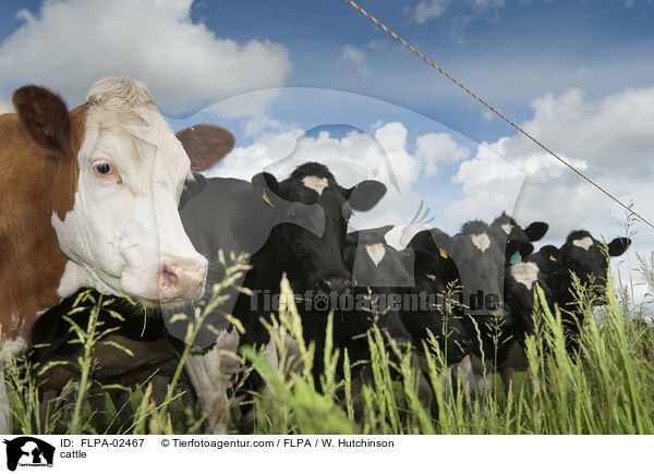 cattle / FLPA-02467