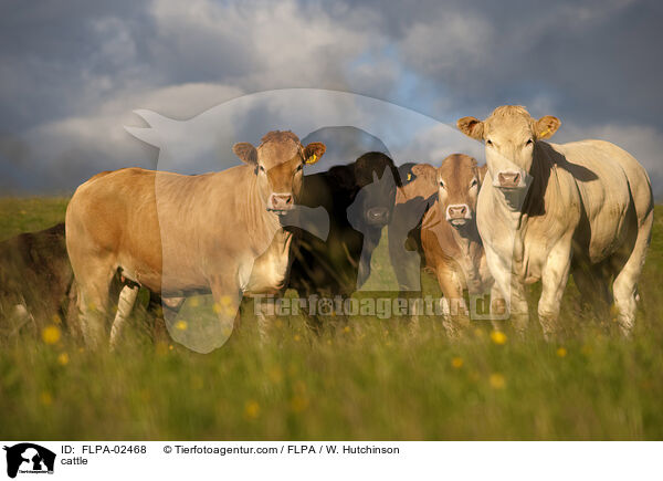 Rinder / cattle / FLPA-02468