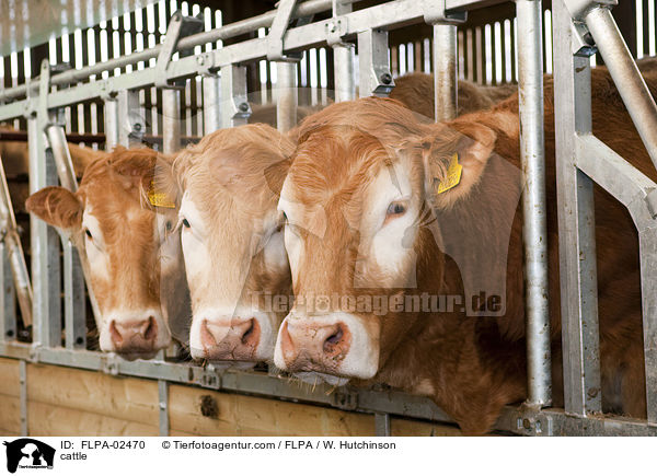 Rinder / cattle / FLPA-02470