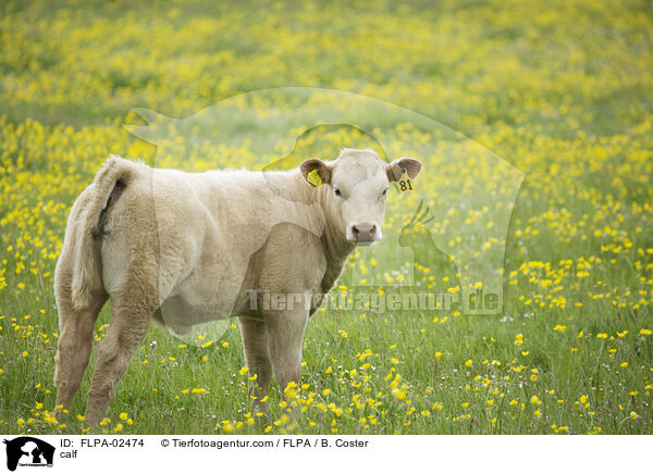calf / FLPA-02474