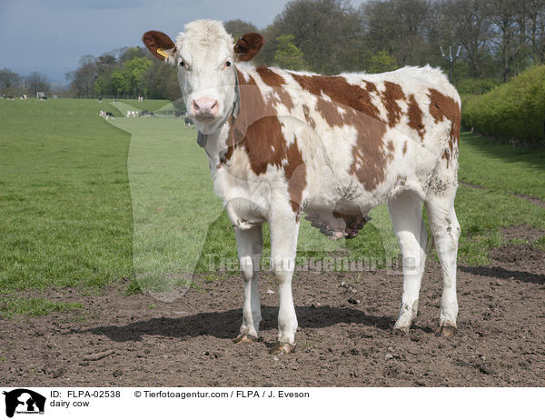 dairy cow / FLPA-02538