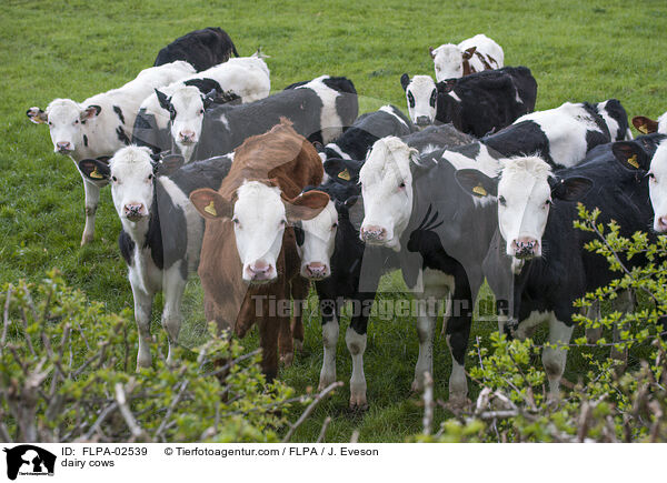 dairy cows / FLPA-02539