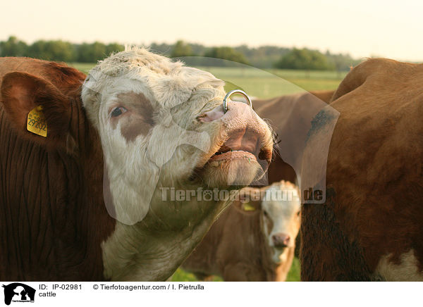 Rinder / cattle / IP-02981