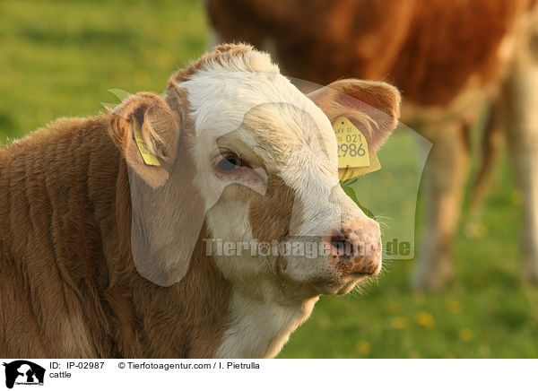 Rind / cattle / IP-02987