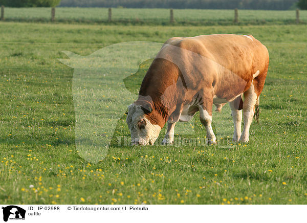 Rind / cattle / IP-02988