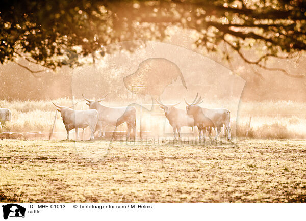 Rind / cattle / MHE-01013