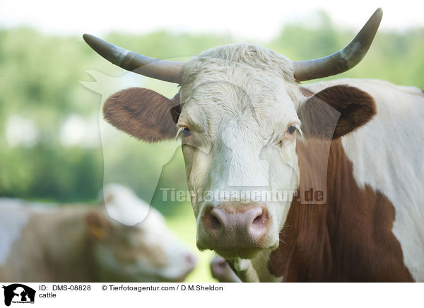 Rind / cattle / DMS-08828