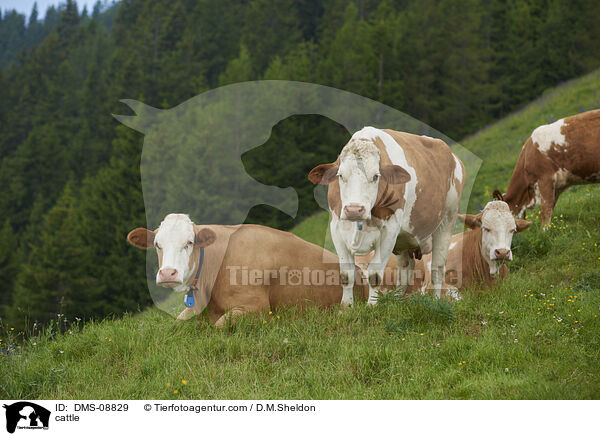 Rinder / cattle / DMS-08829