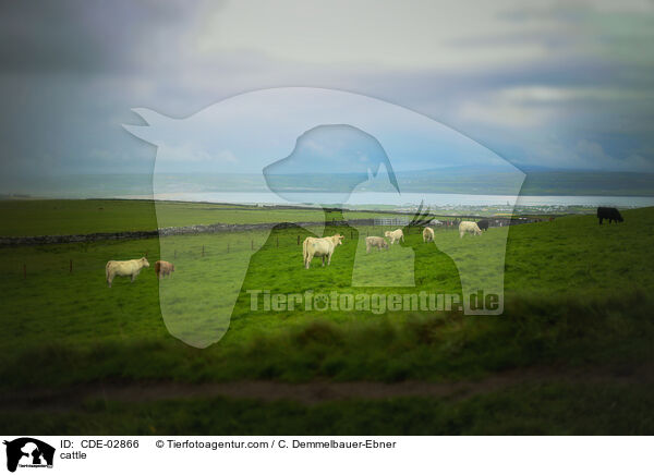Rinder / cattle / CDE-02866