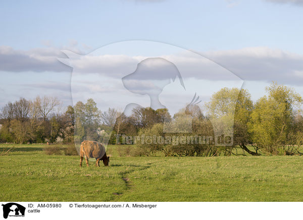 Rind / cattle / AM-05980