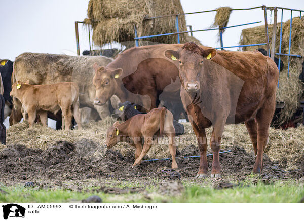 Rinder / cattle / AM-05993