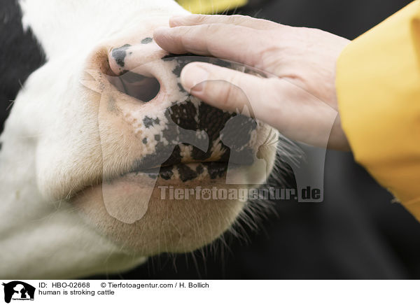 Mensch streichelt Rind / human is stroking cattle / HBO-02668