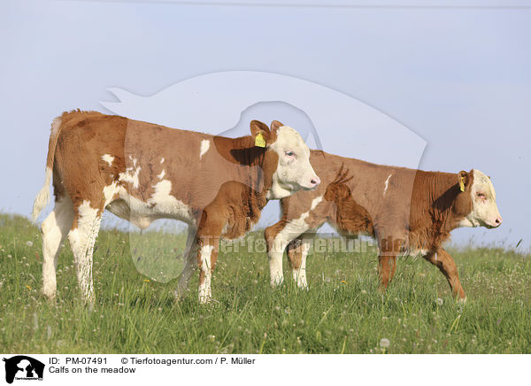 Klber auf einer Wiese / Calfs on the meadow / PM-07491