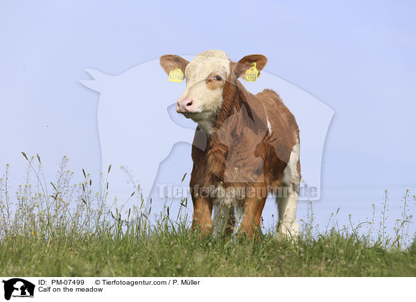 Kalb auf einer Wiese / Calf on the meadow / PM-07499