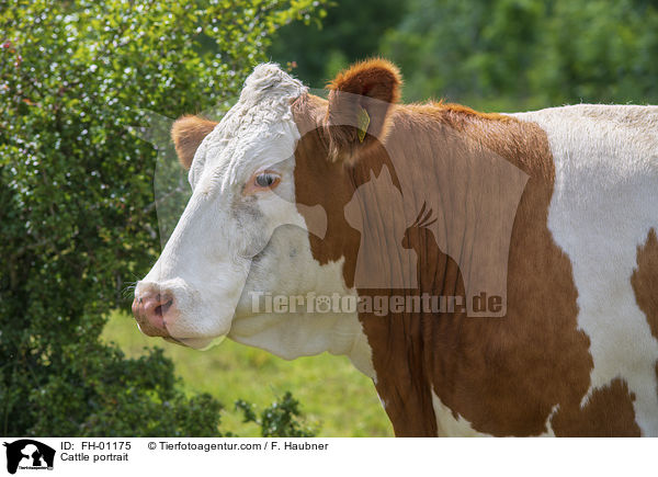 Rind Portrait / Cattle portrait / FH-01175