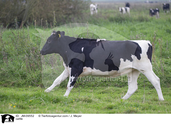 Rind / cattle / JM-09552