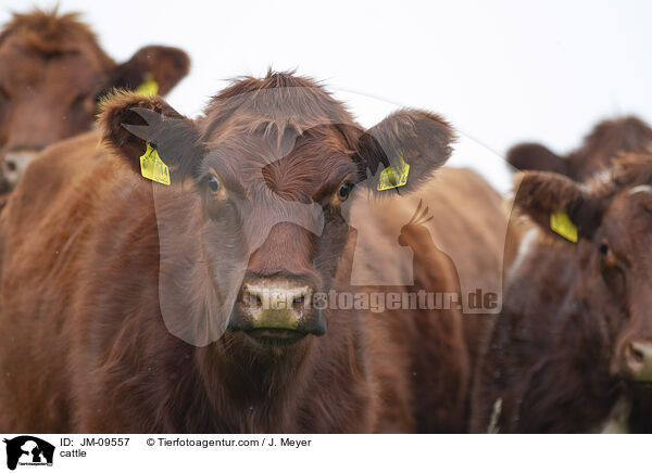 cattle / JM-09557