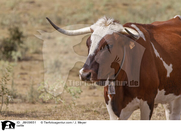 Rind / cattle / JM-09651