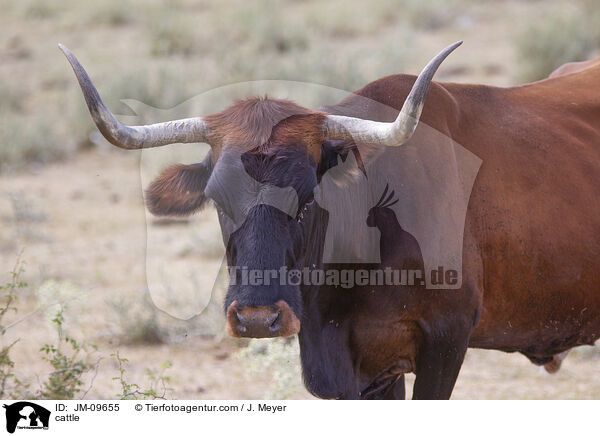 Rind / cattle / JM-09655