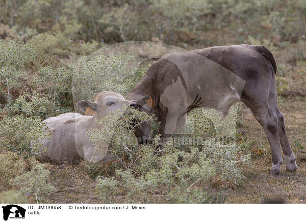 Rinder / cattle / JM-09658