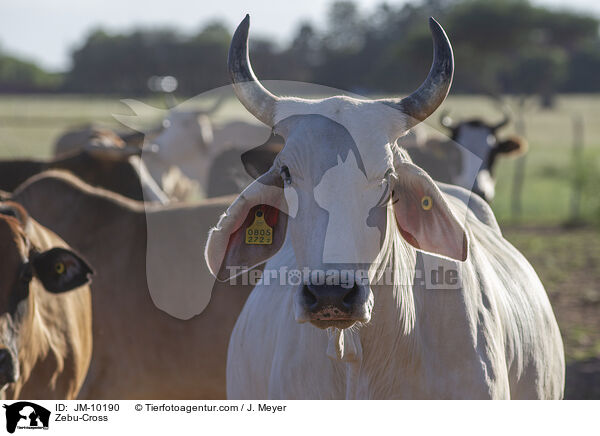 Zebu-Cross / JM-10190