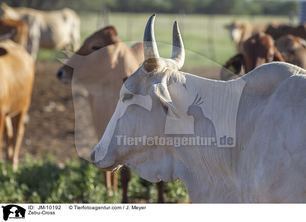 Zebu-Mix / Zebu-Cross / JM-10192