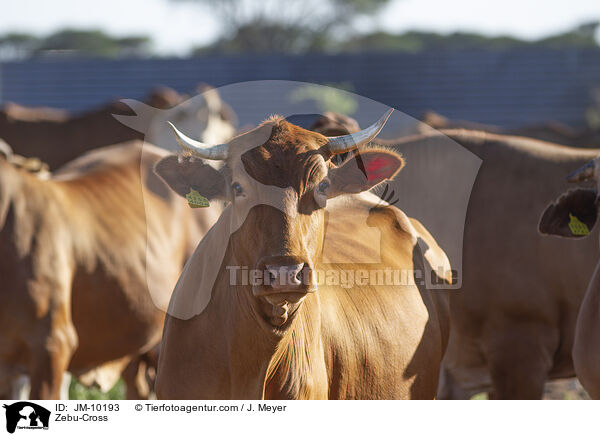 Zebu-Mix / Zebu-Cross / JM-10193