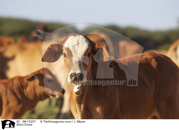 Zebu-Cross / JM-10207