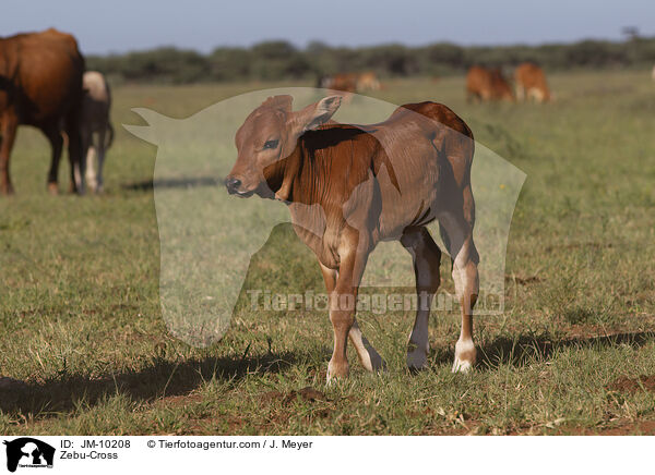 Zebu-Cross / JM-10208