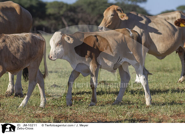 Zebu-Cross / JM-10211