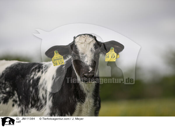 Kalb / calf / JM-11384