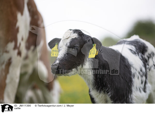 Rinder / cattle / JM-11390