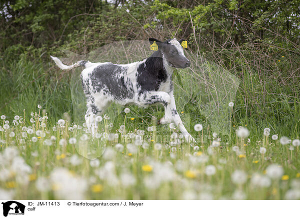 calf / JM-11413