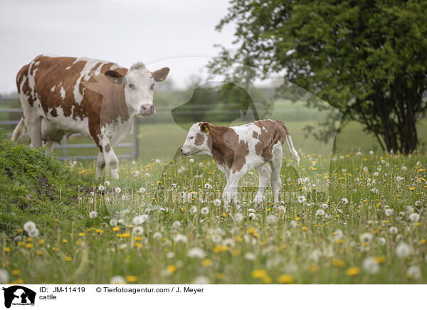 Rinder / cattle / JM-11419