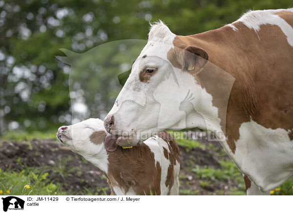 cattle / JM-11429