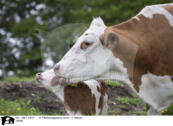 cattle / JM-11431