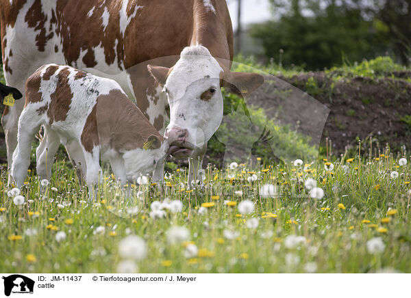 cattle / JM-11437