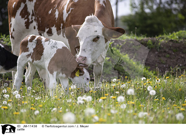 cattle / JM-11438