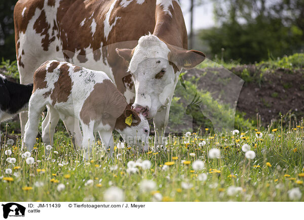 cattle / JM-11439