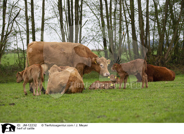 herf of cattle / JM-12232