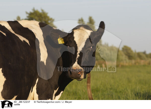 Rind / cattle / JM-12237